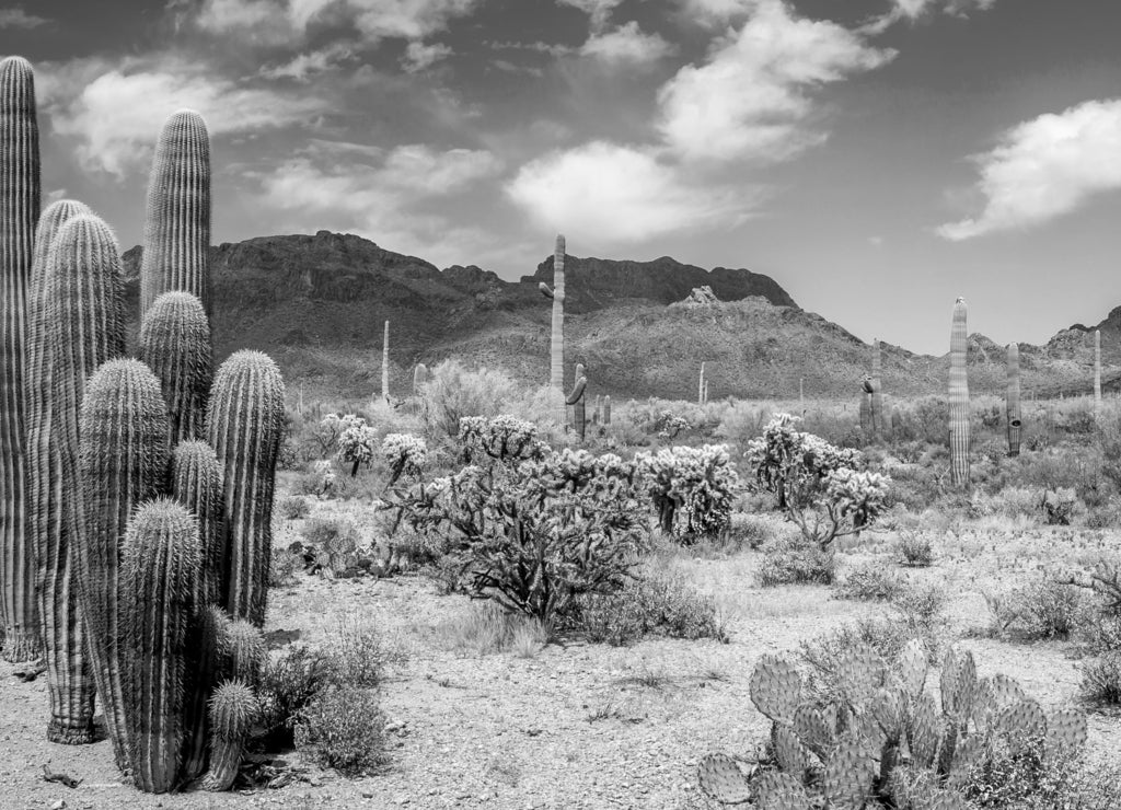 Arizona Desert Landscape in black white