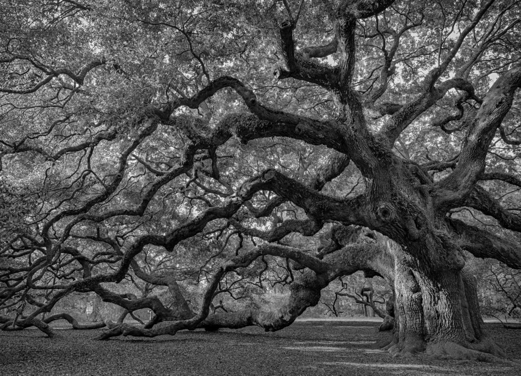 Large southern live oak (Quercus virginiana) near Charleston, South Carolina in black white