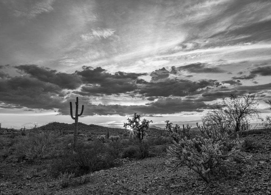Arizona desert sunset in black white