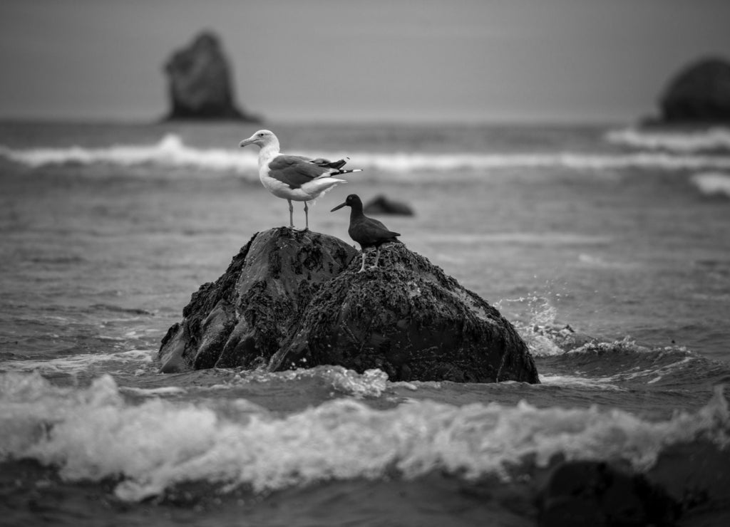 Birds of Oregon Seagull and Oystercatcher West Coast in black white