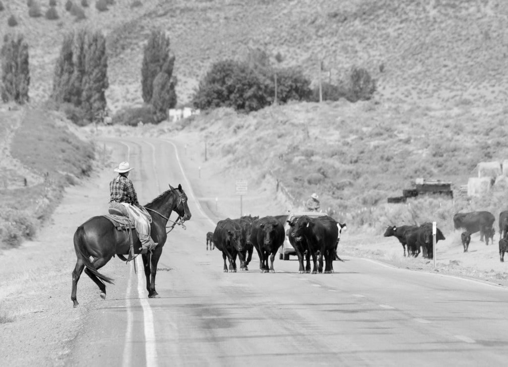 Cow cattle and cowboys on Outback Scenic Byway in rural Oregon in black white