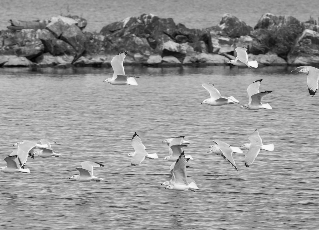 Ring-billed gulls (Larus delawarensis) flying over Lake Erie, Lorain, Ohio, USA in black white