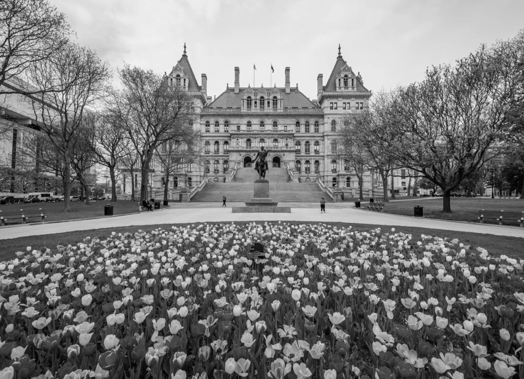 Tulips and The New York State Capitol, in Albany, New York in black white