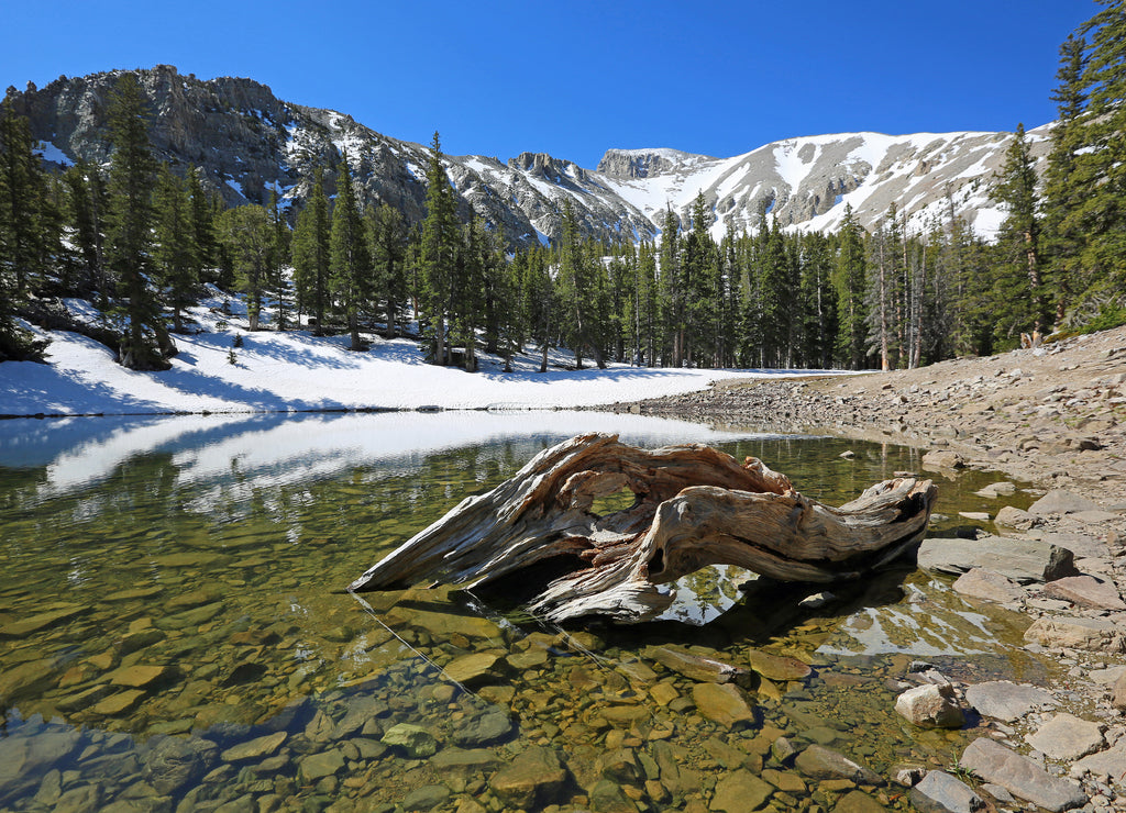 Wood in Teresa Lake - Great Basin National Park, Nevada