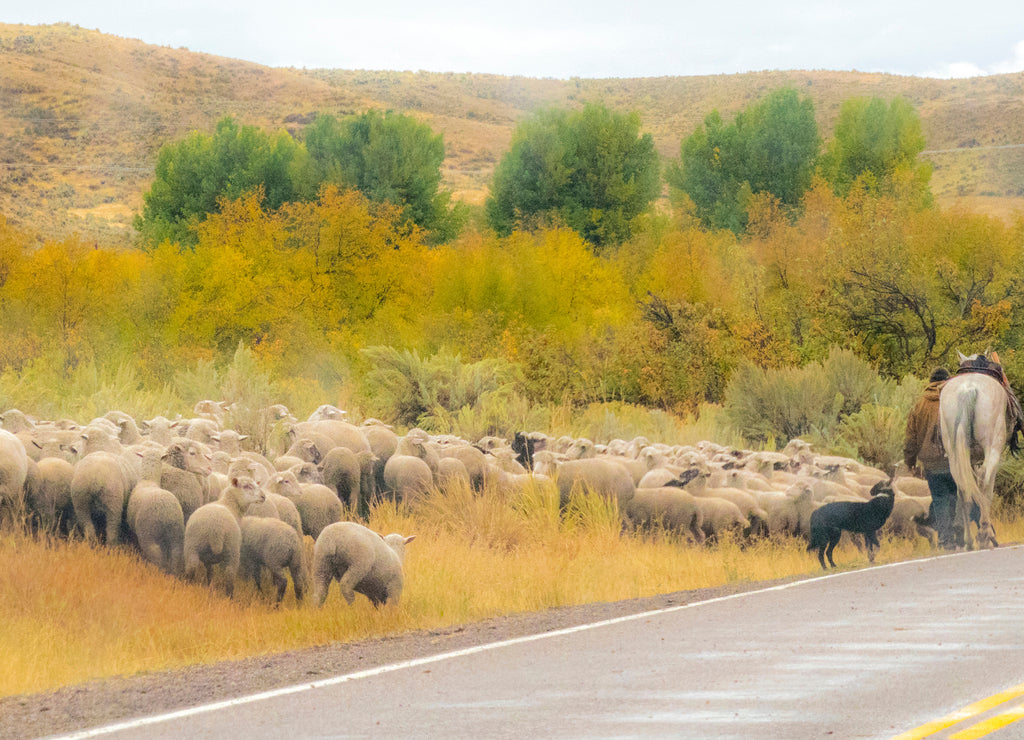 USA, Idaho, Montpelier sheep herding just off of Hwy 89