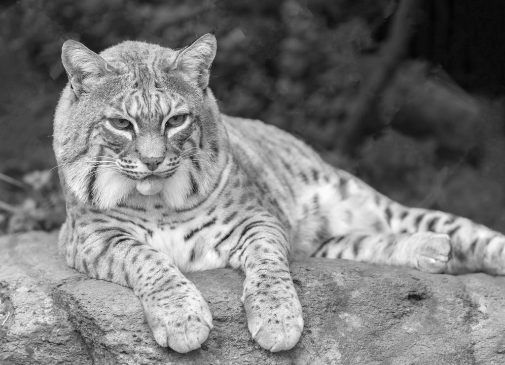 Bobcat (Lynx rufus californicus) resting on a rock and posing. Santa Clara County, California, USA in black white