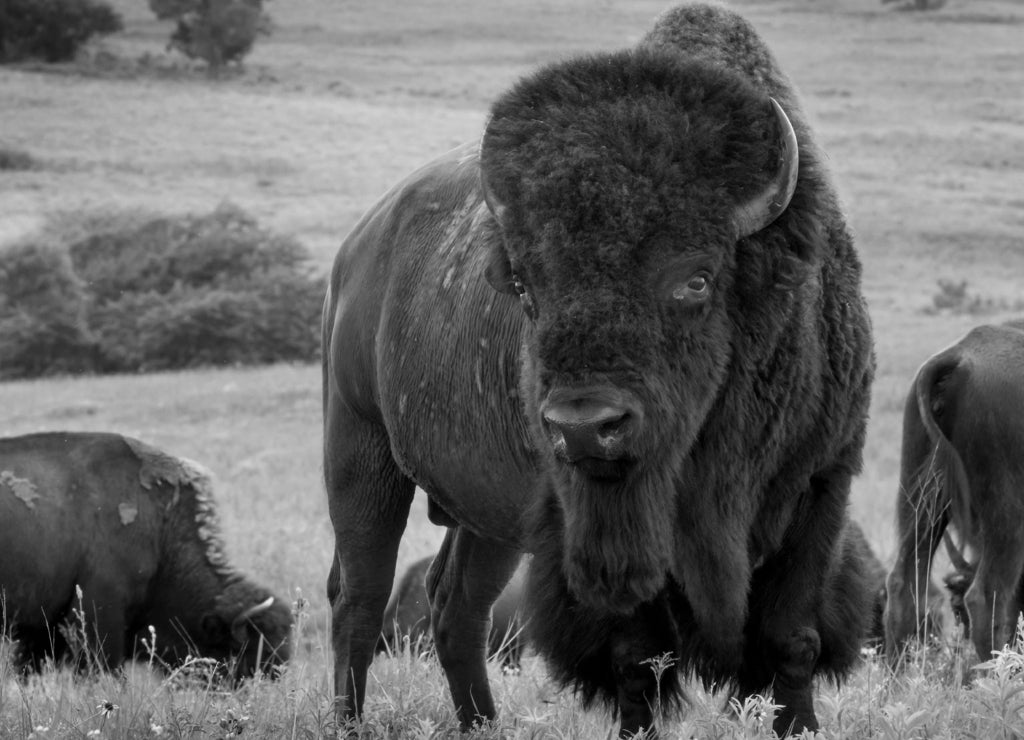 This impressive American Bison Portrait illustrates its sheer size and power. Photographed on the Kansas Maxwell Prairie Preserve in black white