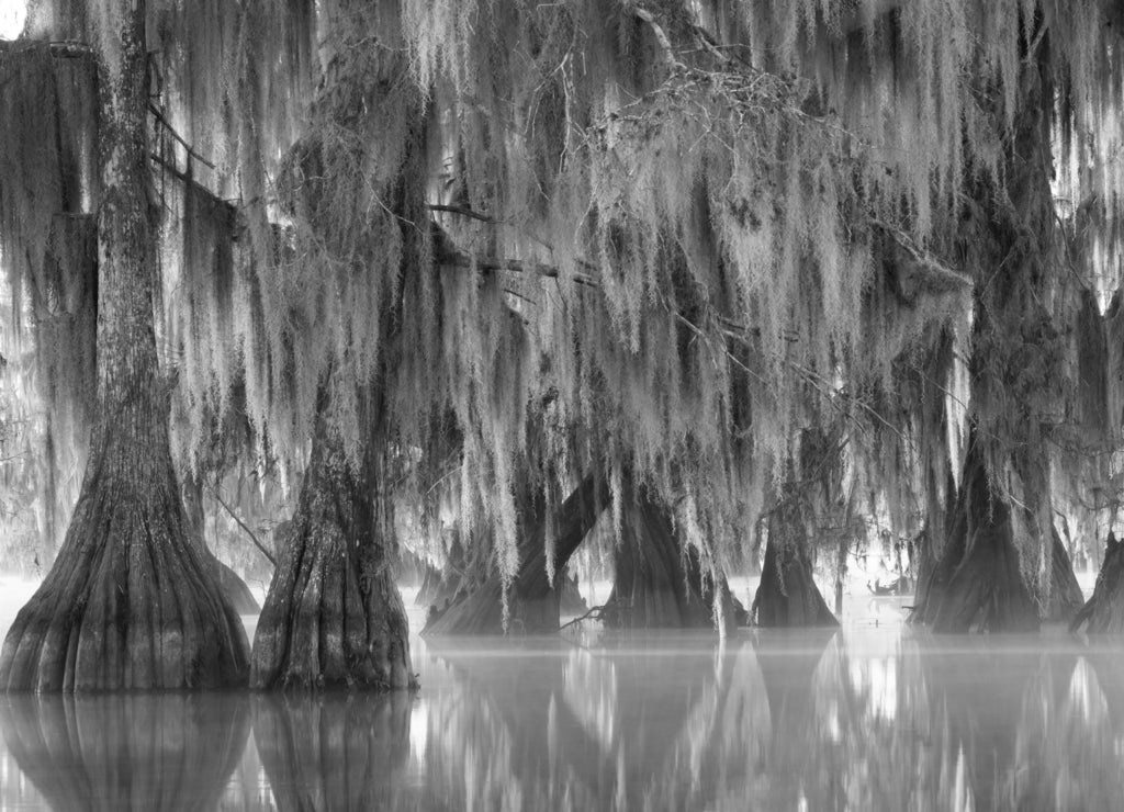 Trees of bald cypress with hanging Spanish moss in the first rays of the sun. Louisiana, Lake Martin in black white