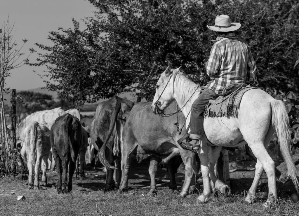 Cowboy with cattle, Kansas in black white