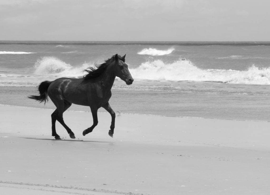 Wild Colonial Spanish Mustangs on the northern Currituck Outer Banks North Carolina in black white