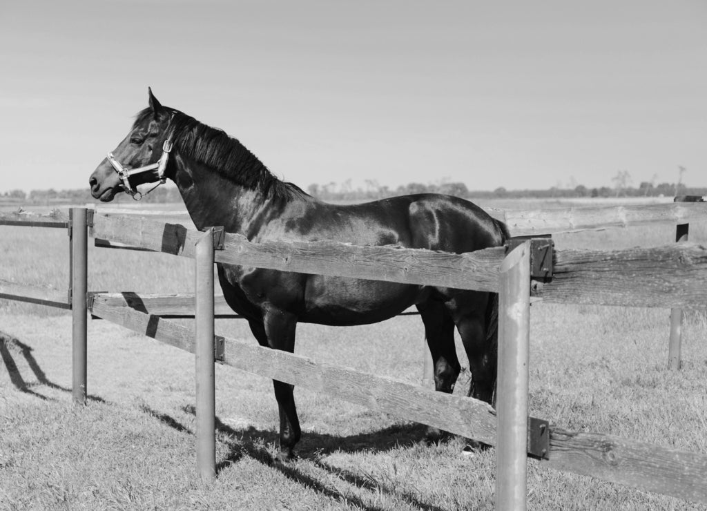 Kentucky horse farm, ranch landscape in black white