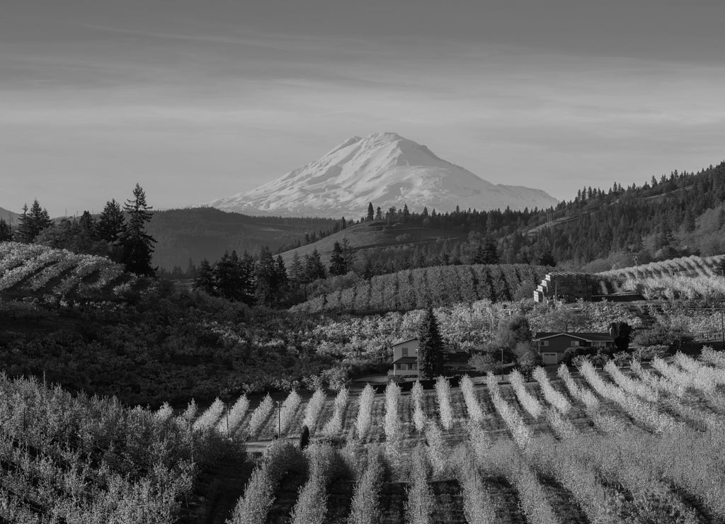Beautiful Golden Sunset over Hood River Pear Orchard in Oregon in black white