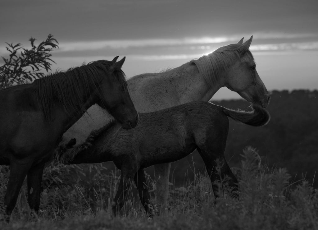 Free range horses at sunset, Appalachian Mountains, Kentucky in black white