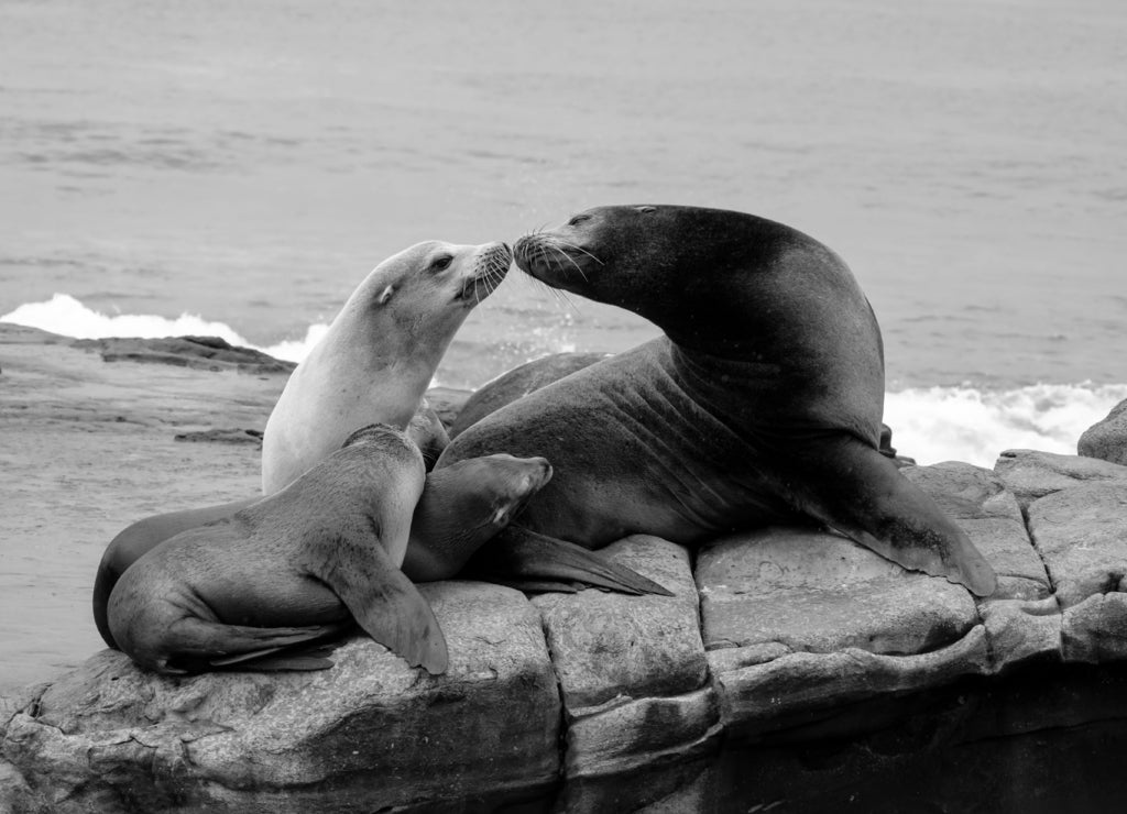 Sea Lion Family sitting on the rocks - La Jolla, San Diego, California in black white
