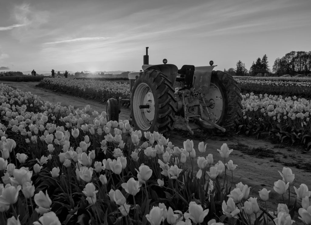 Tractor on tulip field in Oregon in black white