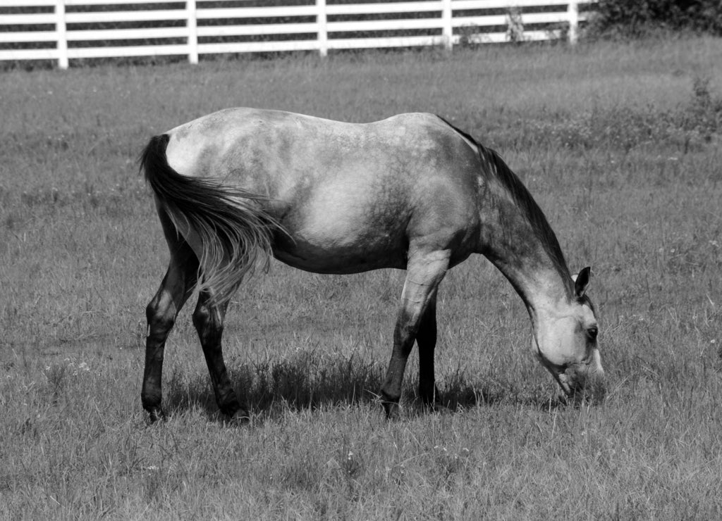 Arkansas Horse Grazing Grass in black white