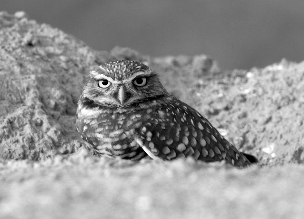 USA - California - Imperial County - Salton Sea area - Burrowing Owl sitting at entrance to burrow at dusk in black white