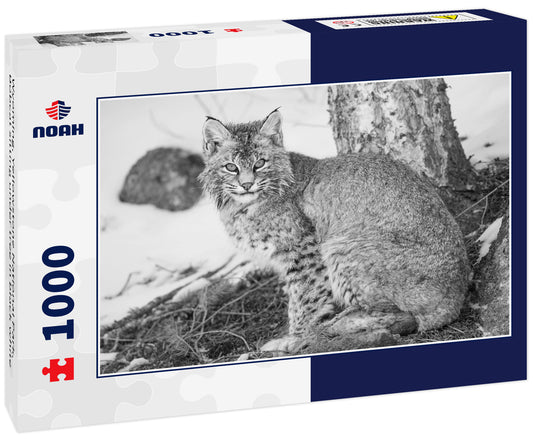 Wyoming, Yellowstone National Park, Bobcat sitting under tree in black white