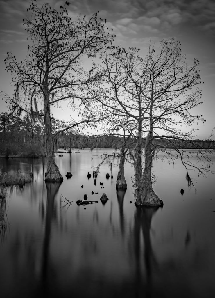 Singletary Lake State Park,North Carolina ,USA in black white