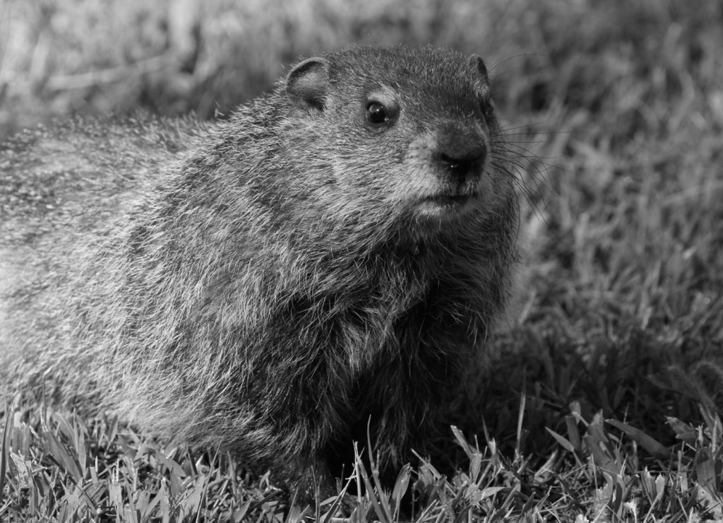 Wild Groundhog seen on a sunny day in Wheeling, West Virginia in black white