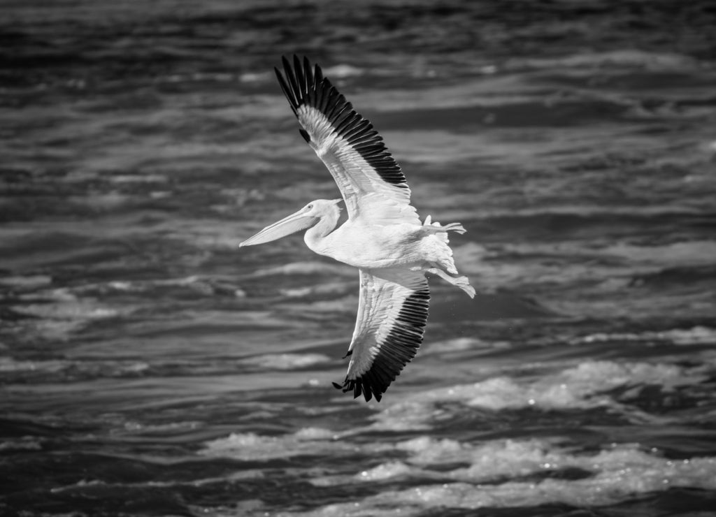 American White Pelican In Fight Over Sardis Lake, Mississippi in black white