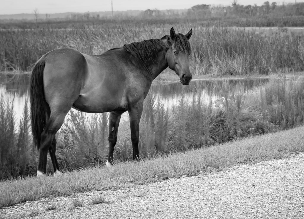 Wild free ranging horses in wetlands park in Gainesville Florida in black white
