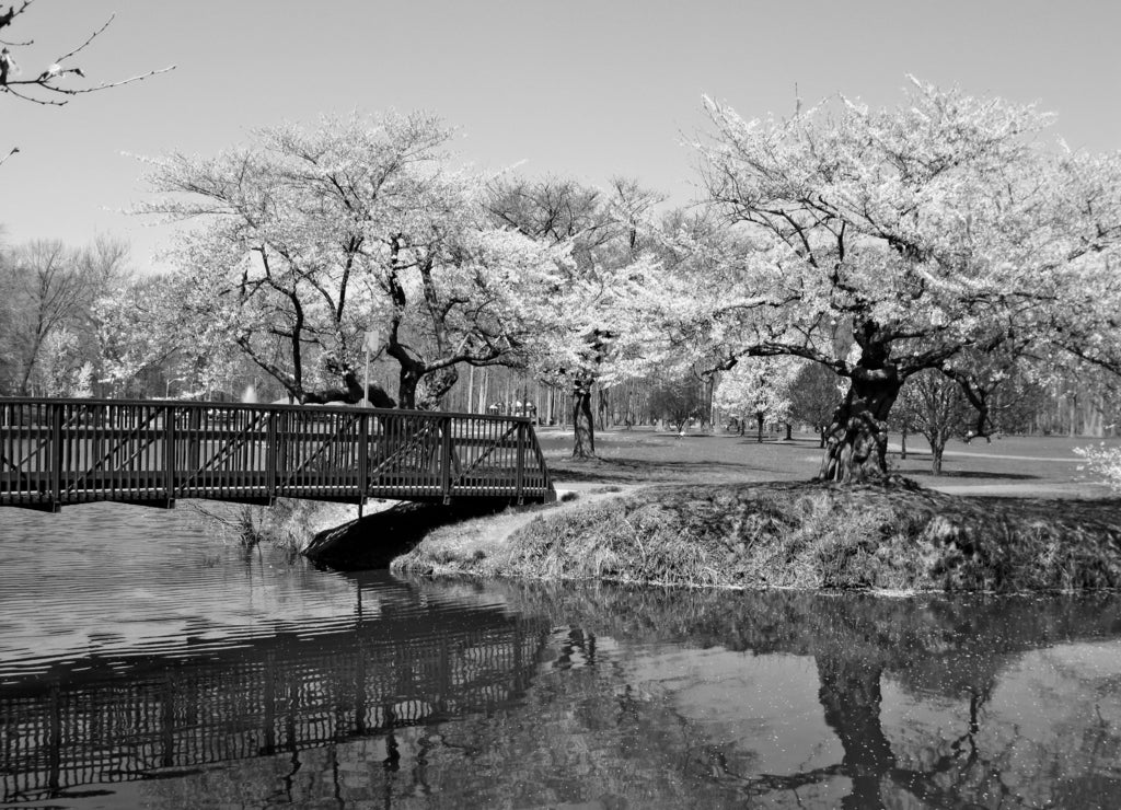 Wooden bridge with cherry blossom trees. New Jersey in black white