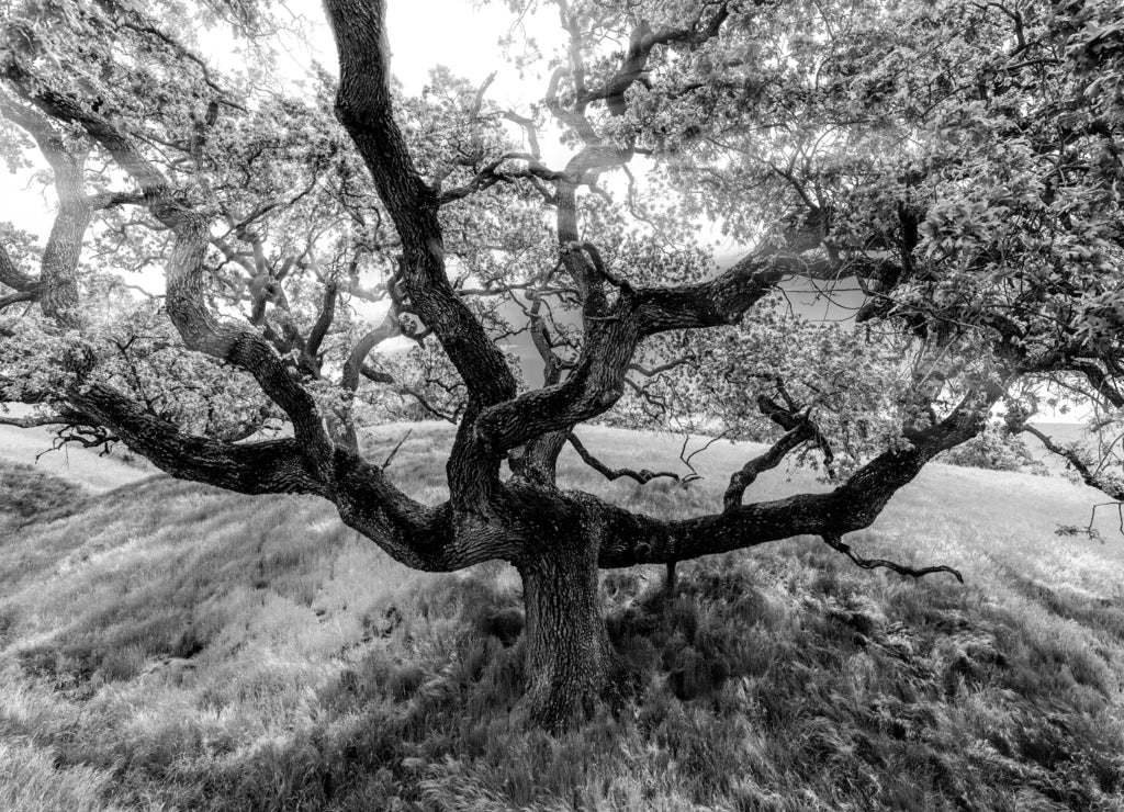 Wide angle view of a tree with light rays shining through during the spring season, Sycamore Valley Preserve Contra Costa County Danville, California in black white