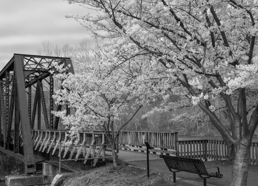 Cherry trees in full spring bloom at Hazel Ruby McQuain Park in Morgantown West Virginia in black white