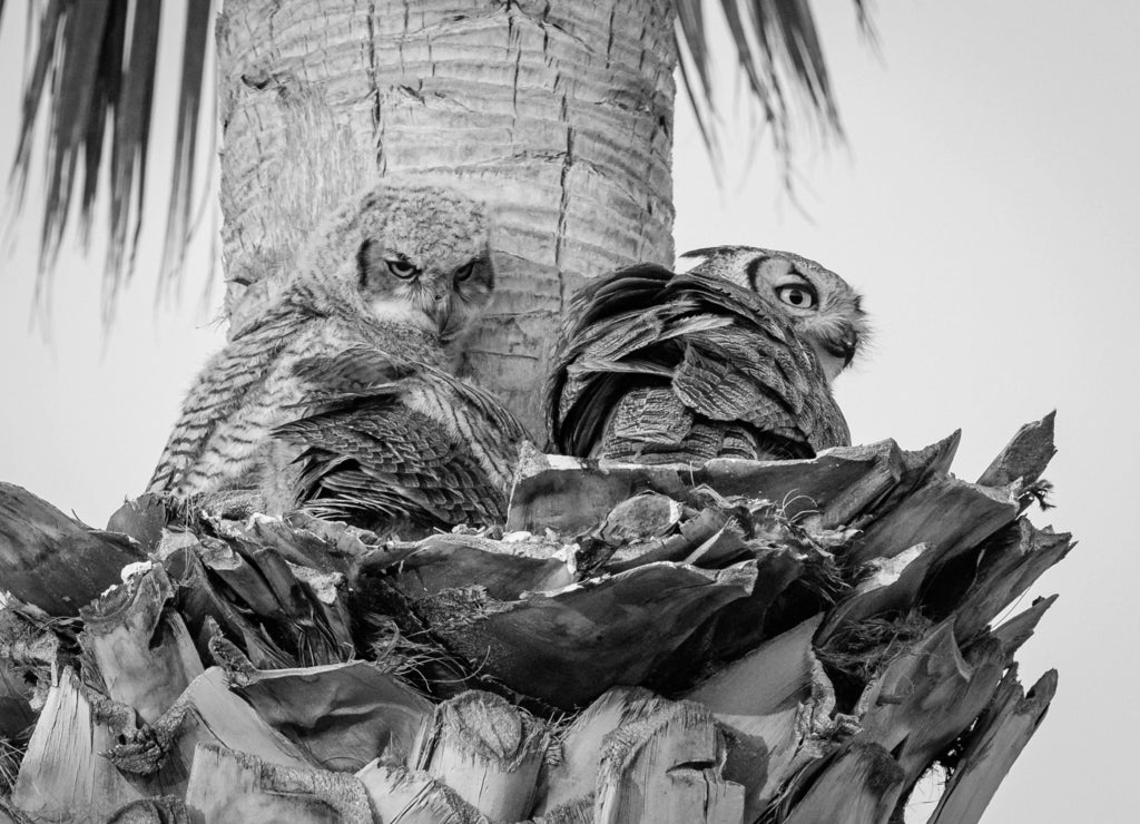 Great Horned Owl Owlets Fledging in Scottsdale Nest, Arizona in black white