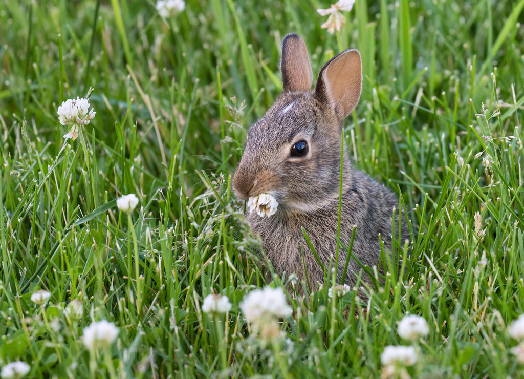 Young eastern cottontail (Sylvilagus floridanus) eating clover flowers at backyard in Ames, Iowa USA