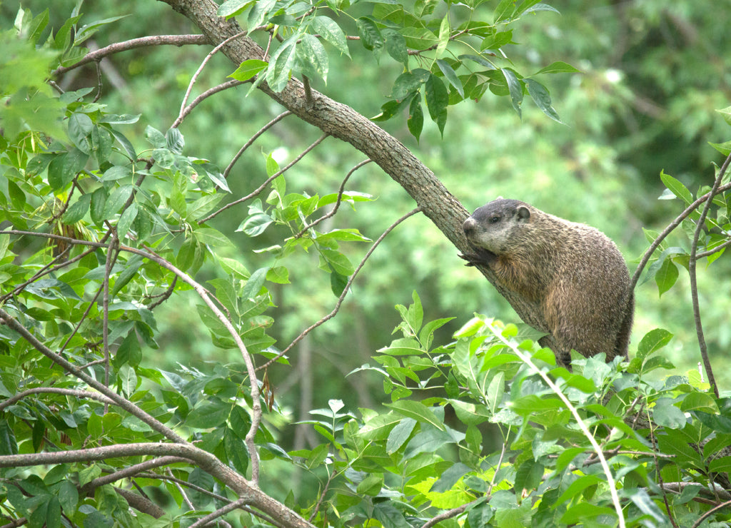 Iowa Woodchuck resting on branch by Racoon River, Guthrie Center