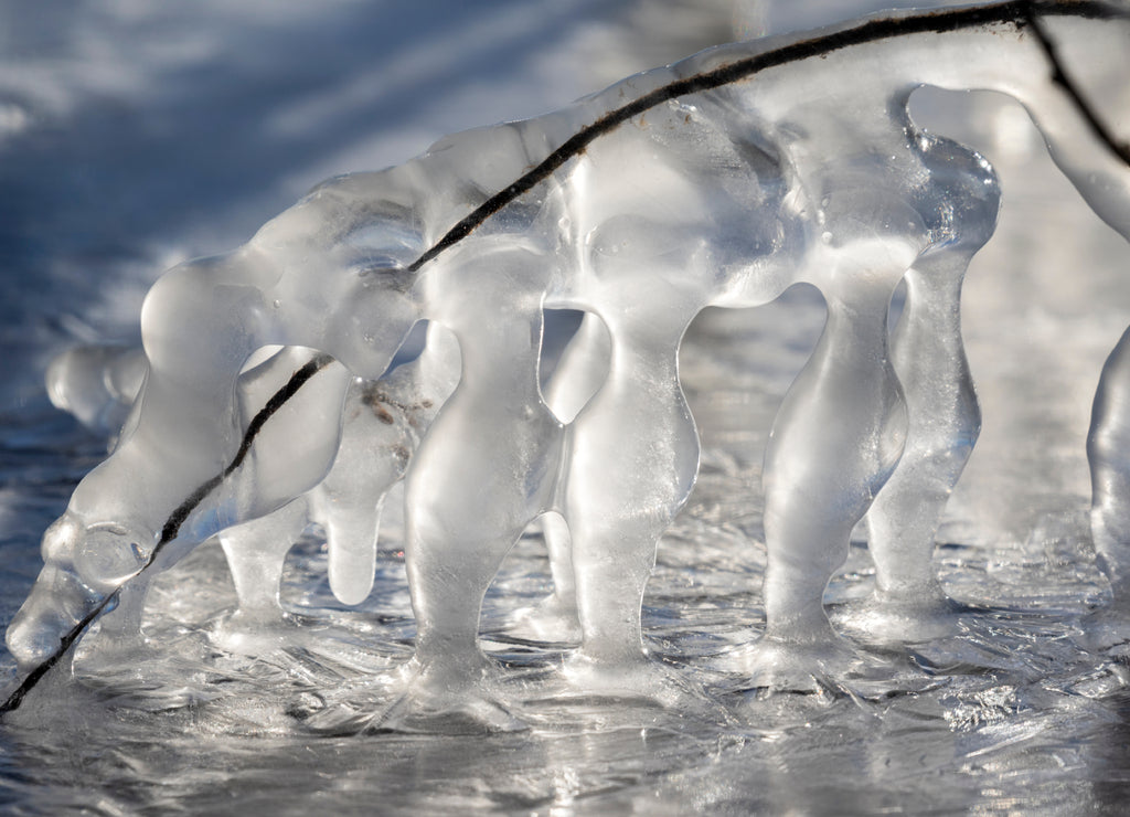 Icicles on a fallen tree brunch after blizzard, Iowa, USA