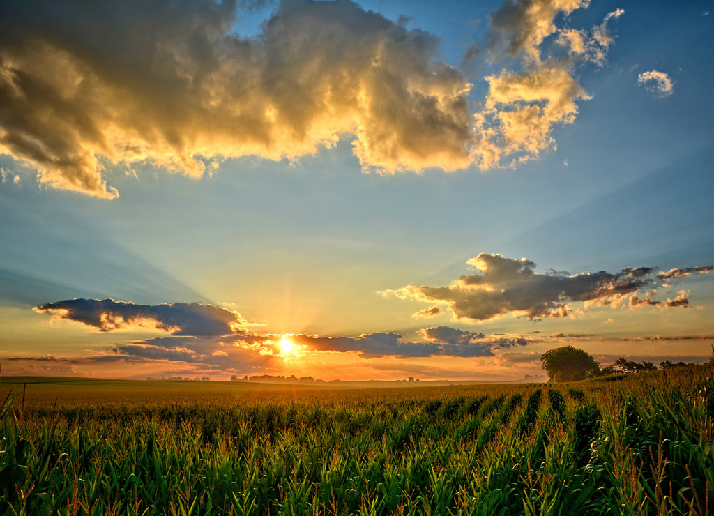 Iowa Corn Fields