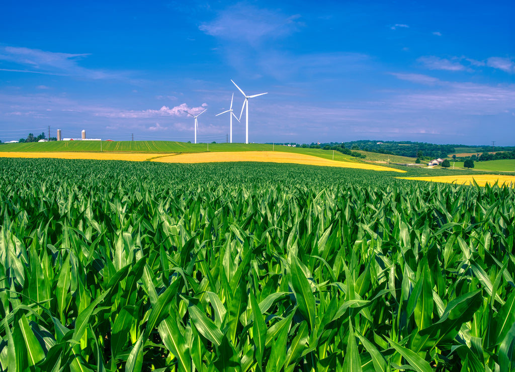 Iowa - Rural America in High Summer