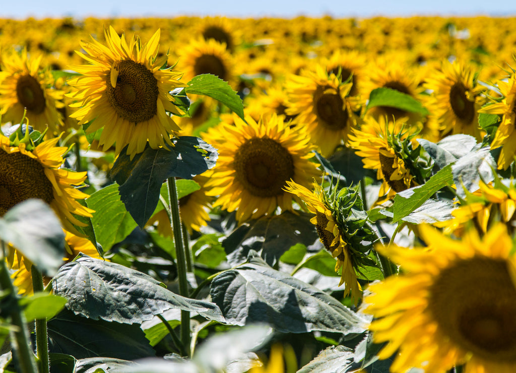 Iowa Sunflower Fields