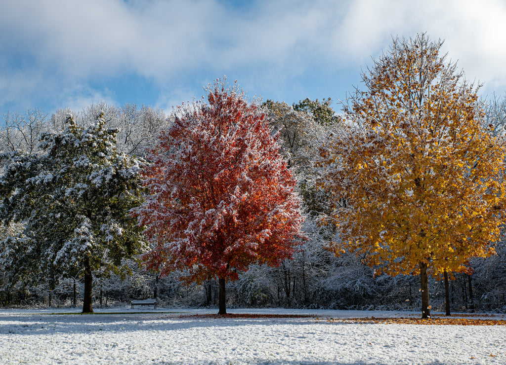 Fall Colors Under An Early Iowa Snow