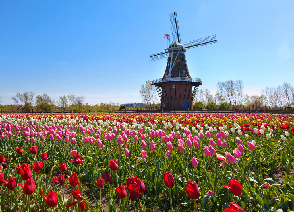 Wooden Windmill in Holland Michigan