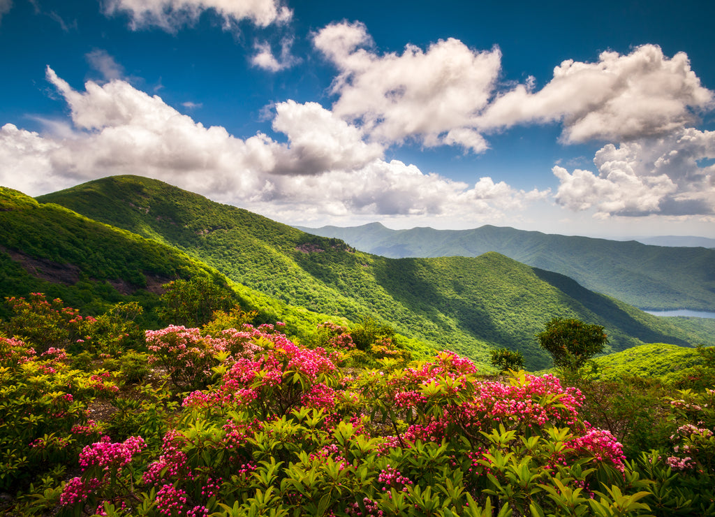 Pink mountain laurel flowers along the Blue Ridge Parkway near Asheville, North Carolina. These flower blooms are common in the Southern Appalachian Mountains and make for beautiful scenic landscapes