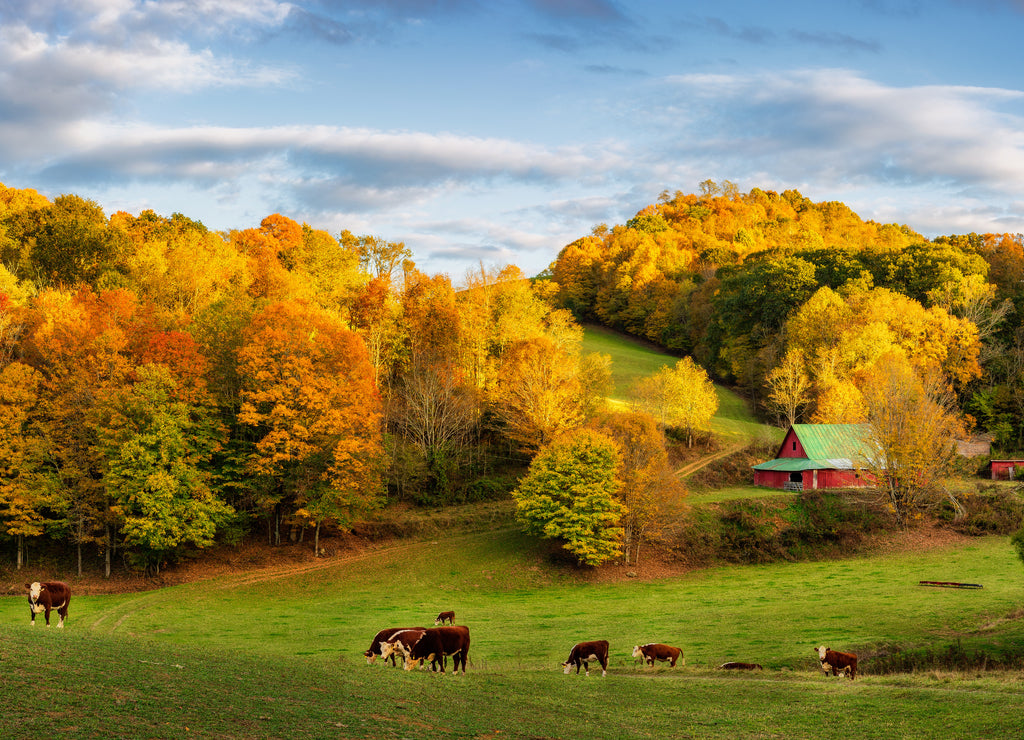 Autumn Appalachian farm at the end of the day - cows on back roads near Boone North Carolina