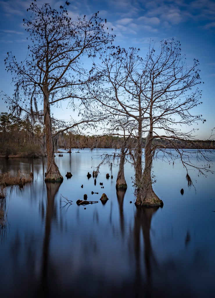 Singletary Lake State Park,North Carolina ,USA