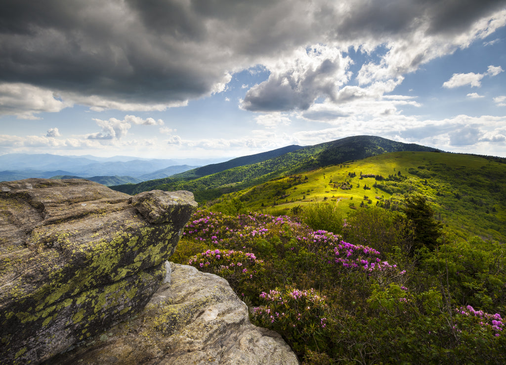 Appalachian Landscape Roan Mountain Flowers North Carolina Spring Blooms