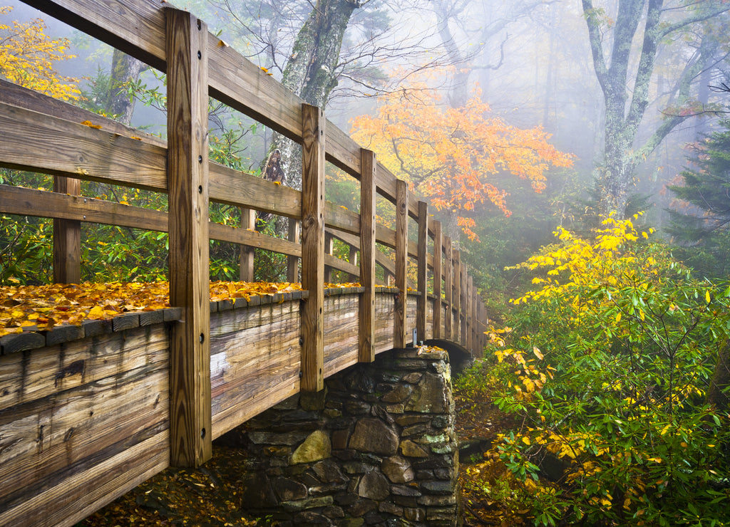 Autumn Appalachian Trail Foggy Nature Blue Ridge Fall Foliage North Carolina