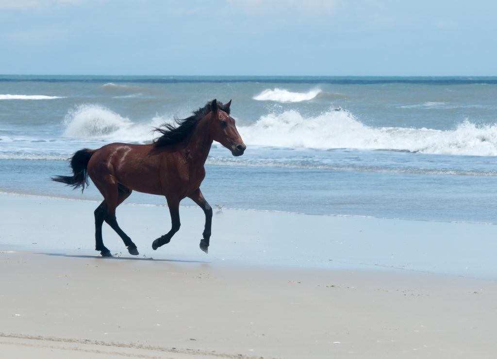 Wild Colonial Spanish Mustangs on the northern Currituck Outer Banks North Carolina