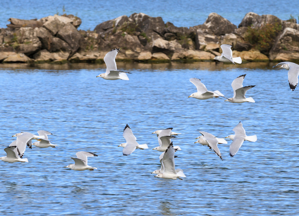 Ring-billed gulls (Larus delawarensis) flying over Lake Erie, Lorain, Ohio, USA